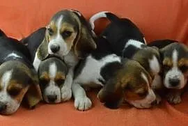 Szczenieta Beagle beagle, Olsztyn