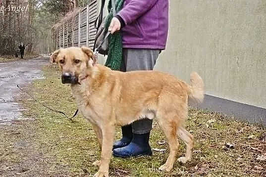 Drago, duży, dostojny pies do adopcji