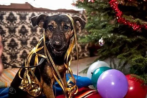 Cztery łapy, słodki wzrok - KRUKI nie opuści Cię n