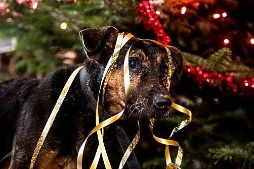 Cztery łapy, słodki wzrok - KRUKI nie opuści Cię n
