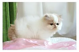 Sofia - kotka perska kremowo biała , Tychy