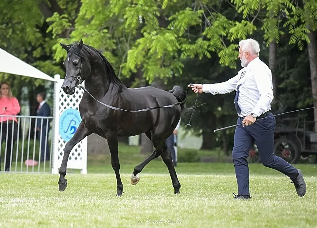STANÓWKA 2024 Magic IBN Serdal - kary homozygotycz, Wielkopolskie, Rawicz