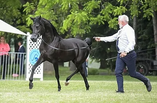 STANÓWKA 2024 Magic IBN Serdal - kary homozygotycz, Wielkopolskie, Rawicz