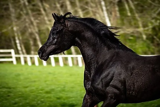 STANÓWKA 2024 Magic IBN Serdal - kary homozygotycz, Wielkopolskie, Rawicz