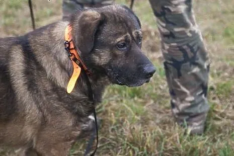 Uroczy Miś Gober do pokochania :),  Kundelki cała 