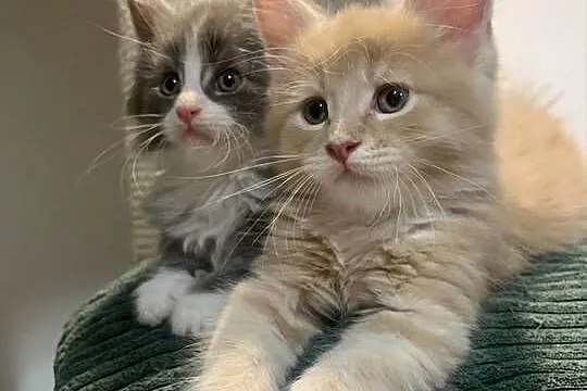 Rezerwacja kocięta koty i kocice Maine Coon