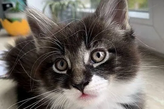 Rezerwacja kocięta koty i kocice Maine Coon, Mazowieckie, Warszawa