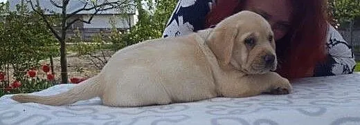 Labrador biszkoptowe szczeniąta ZKwP/FCI już do od