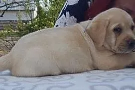 Labrador biszkoptowe szczeniąta ZKwP/FCI już do od