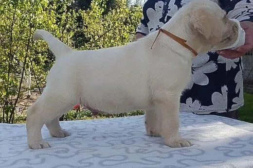 Labrador biszkoptowe szczeniąta ZKwP/FCI już do od