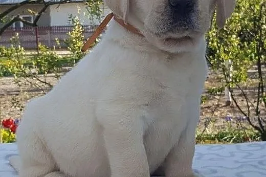 Labrador biszkoptowe szczeniąta ZKwP/FCI już do od