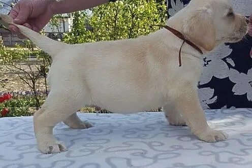 Labrador biszkoptowe szczeniąta ZKwP/FCI już do od