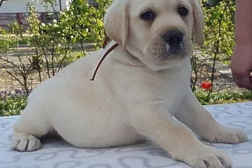 Labrador biszkoptowe szczeniąta ZKwP/FCI już do od