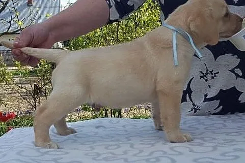 Labrador biszkoptowe szczeniąta ZKwP/FCI już do od