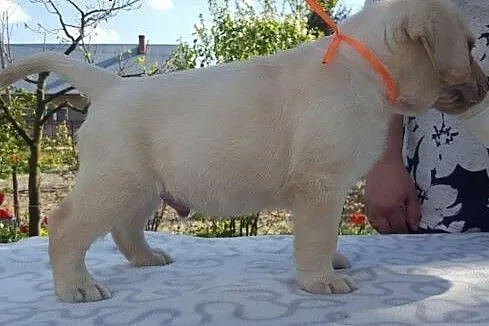 Labrador biszkoptowe szczeniąta ZKwP/FCI już do od
