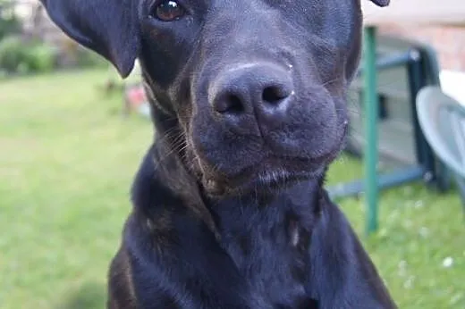 Młody, łagodny, mały, czarny ADOPTUJ,  małopolskie Kraków