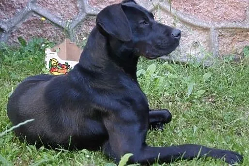 Młody, łagodny, mały, czarny ADOPTUJ,  małopolskie