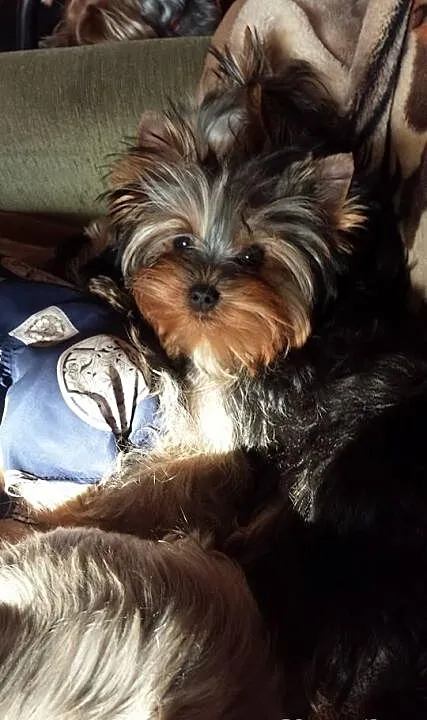 Doskonała sunia yorkshire terrier z metryka FCI
