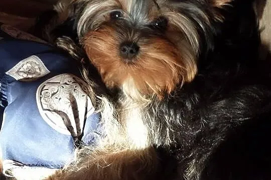 Doskonała sunia yorkshire terrier z metryka FCI