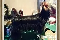 Doskonała sunia yorkshire terrier z metryka FCI