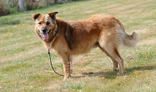 Teddy pieszczoch szuka domu, mazowieckie Warka