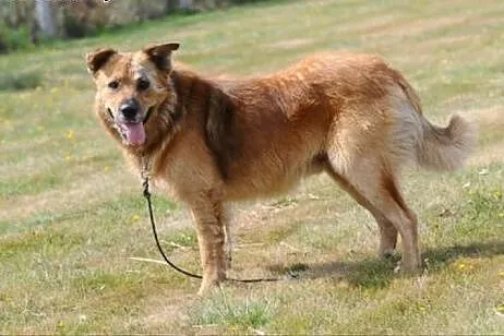 Teddy pieszczoch szuka domu,  mazowieckie Warka
