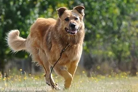 Teddy pieszczoch szuka domu,  mazowieckie Warka