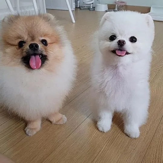 Szczenięta rasy pomeranian filiżankowy (samiec i suczka) do adopcji., Śląskie, Jastrzębie-Zdrój