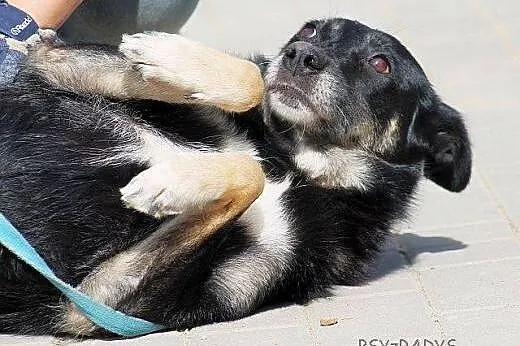 SIMBA - obietnica przyjaźni i psiej wierności,  Ku