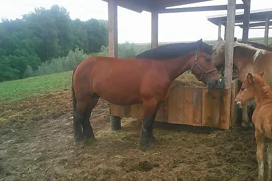 Sprzedam klacze