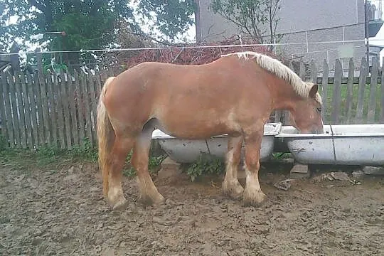 Sprzedam klacze, , Siemiechów