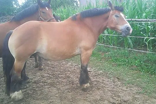 Sprzedam klacze, , Siemiechów