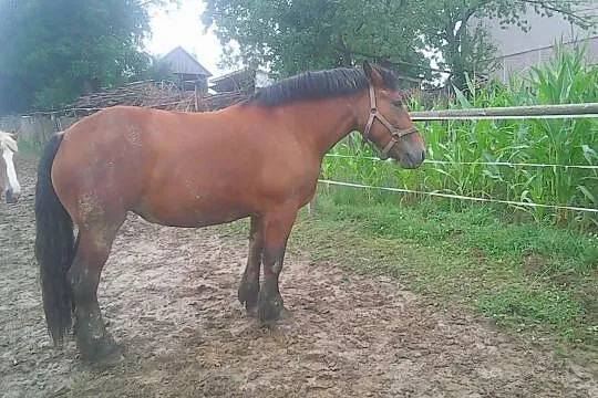 Sprzedam klacze, , Siemiechów