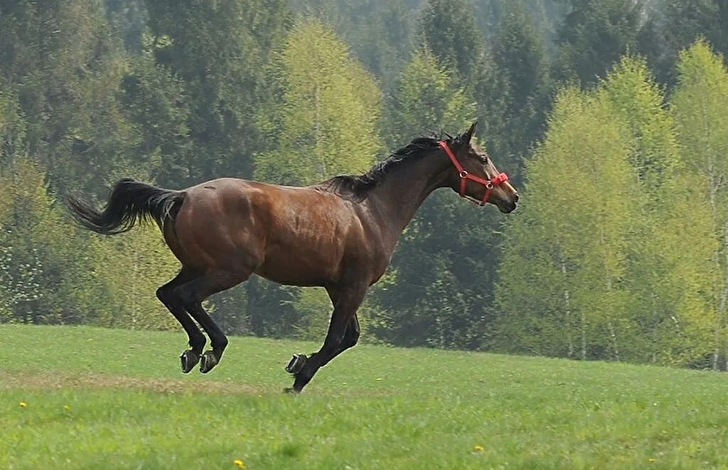 Sprzedam konia, ,