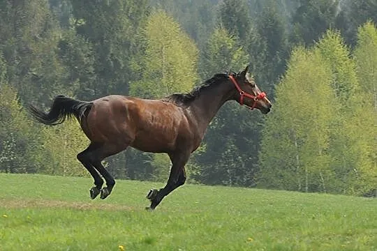 Sprzedam konia
