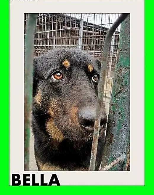 BELLA,owczarek mix,przyjazna,łagodna,spokojna suka