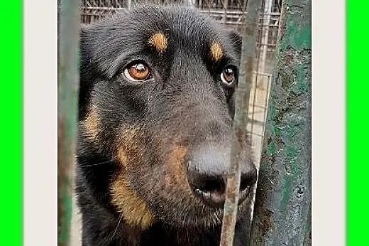 BELLA,owczarek mix,przyjazna,łagodna,spokojna suka
