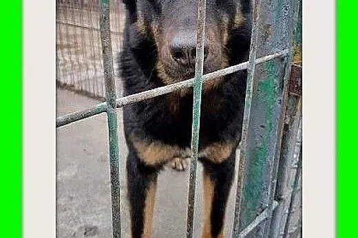 BELLA,owczarek mix,przyjazna,łagodna,spokojna suka