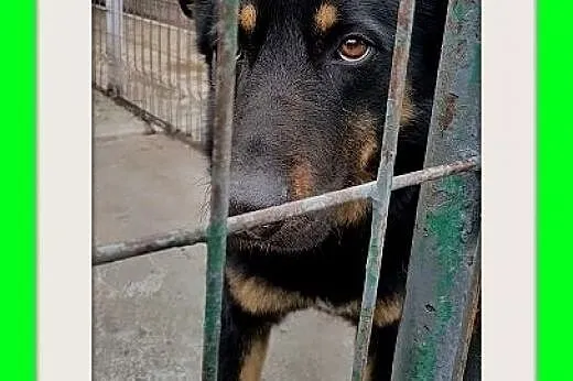 BELLA,owczarek mix,przyjazna,łagodna,spokojna suka