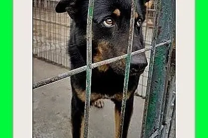 BELLA,owczarek mix,przyjazna,łagodna,spokojna suka