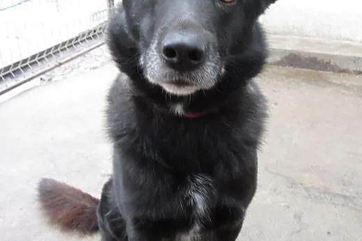 Dyzio - piękny, mądry, młody! Do adopcji!,  mazowi