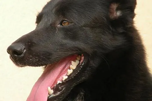 Dyzio - piękny, mądry, młody! Do adopcji!,  mazowi