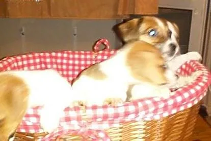 Jack Russell Terrier - urocze szczeniaczki,  śląsk