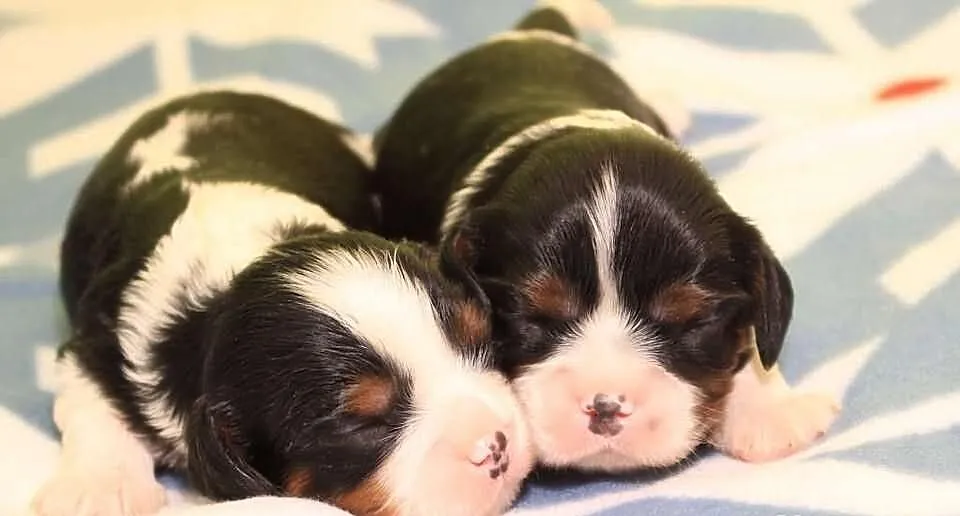 Cavalier king charles spaniel - szczeniaczki ZKwP