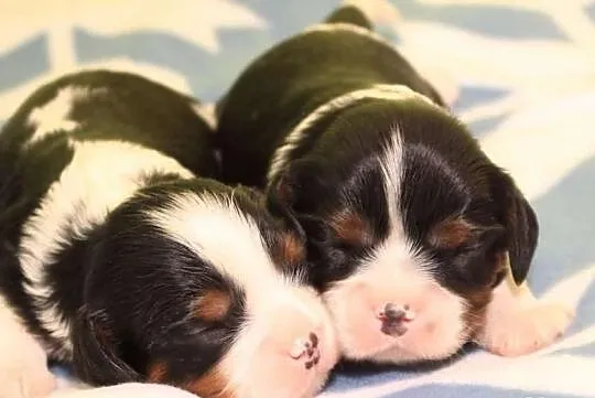 Cavalier king charles spaniel - szczeniaczki ZKwP