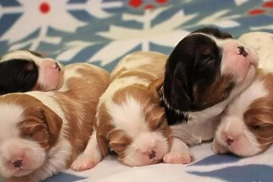 Cavalier king charles spaniel - szczeniaczki ZKwP