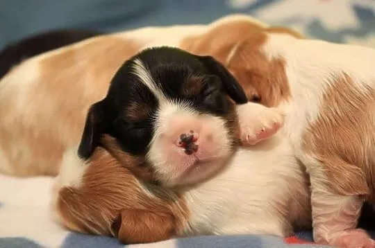 Cavalier king charles spaniel - szczeniaczki ZKwP