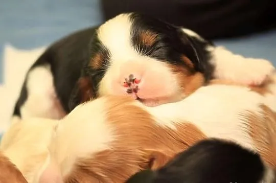 Cavalier king charles spaniel - szczeniaczki ZKwP