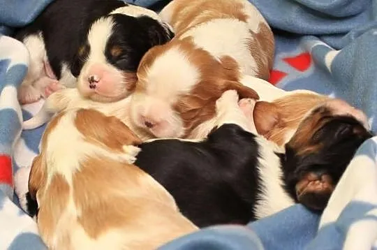 Cavalier king charles spaniel - szczeniaczki ZKwP