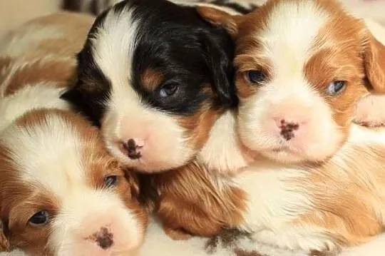 Cavalier king charles spaniel - szczeniaczki ZKwP